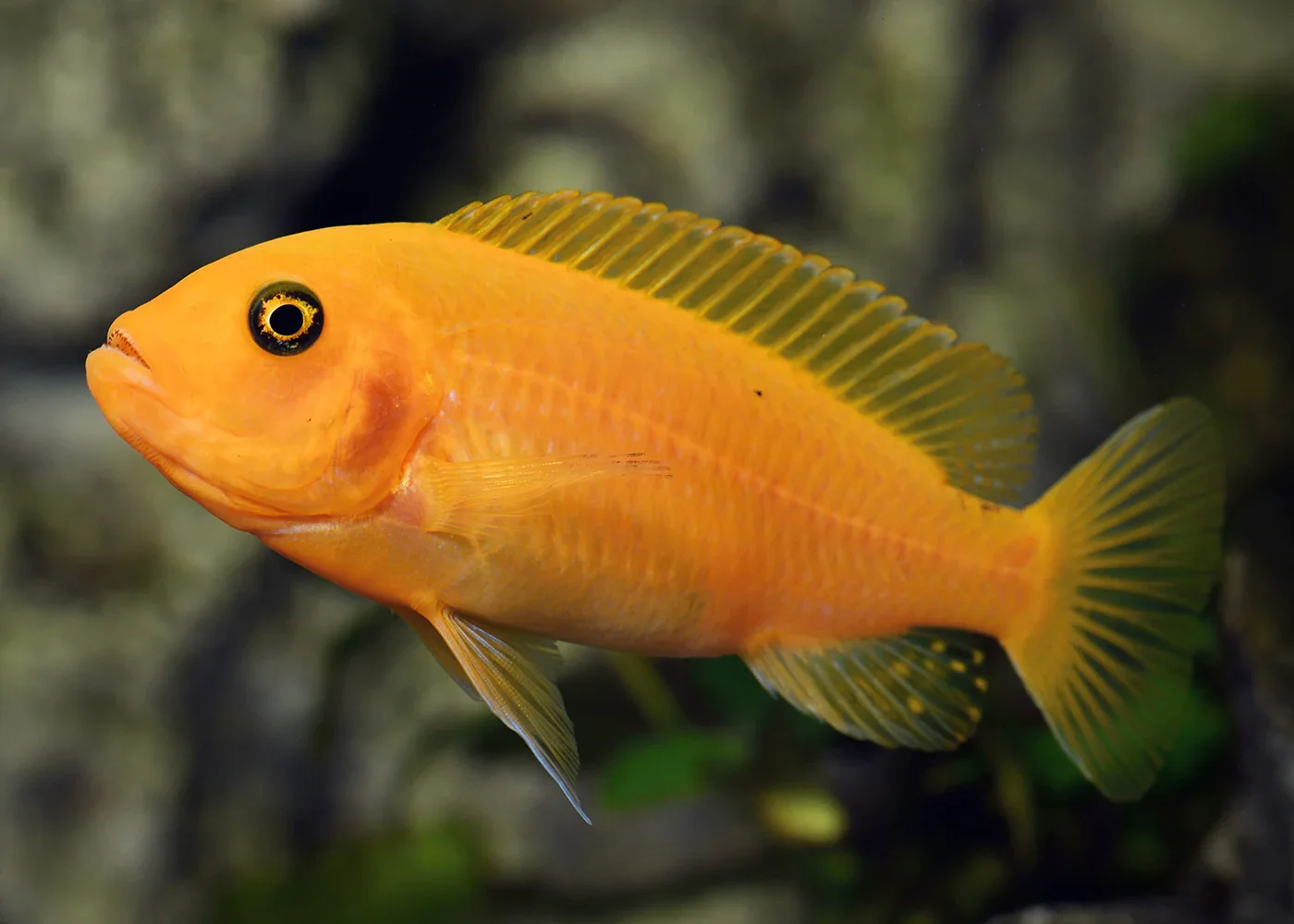 Cherry Red Zebra Cichlid, a territorial 5 inch aquarium species for 55+ gallon tanks