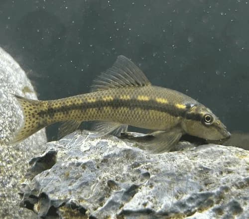 Chinese Algae Eater, a territorial 10 inch aquarium species for 55+ gallon tanks