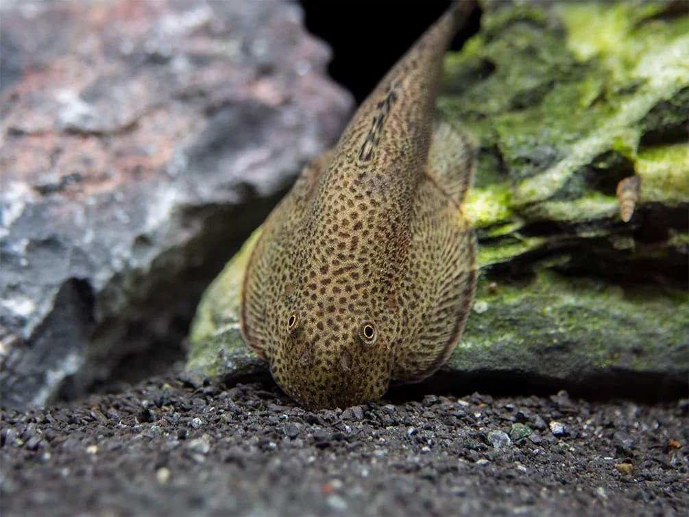 Chinese Hillstream Loach