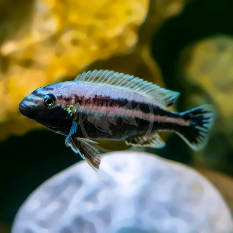 Chipokae Cichlid, a territorial 5 inch aquarium species for 75+ gallon tanks