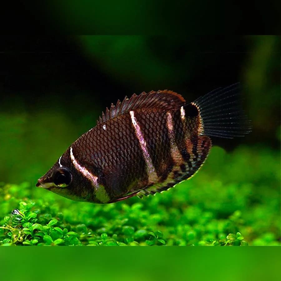 Chocolate Gourami, a community leaning 2.5 inch aquarium species for 20+ gallon tanks