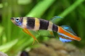 Clown Killifish, a flashy 1.4 inch aquarium species for 10+ gallon tanks