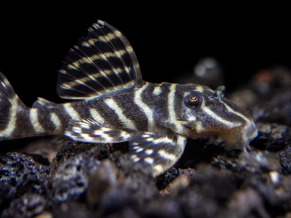 Clown Pleco, a community leaning 3.5 inch aquarium species for 20+ gallon tanks