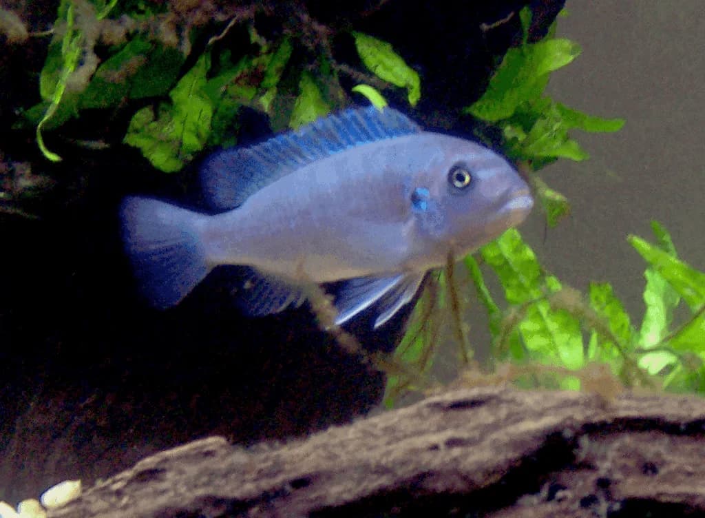 Cobalt Blue Zebra Cichlid, a territorial 5 inch aquarium species for 55+ gallon tanks