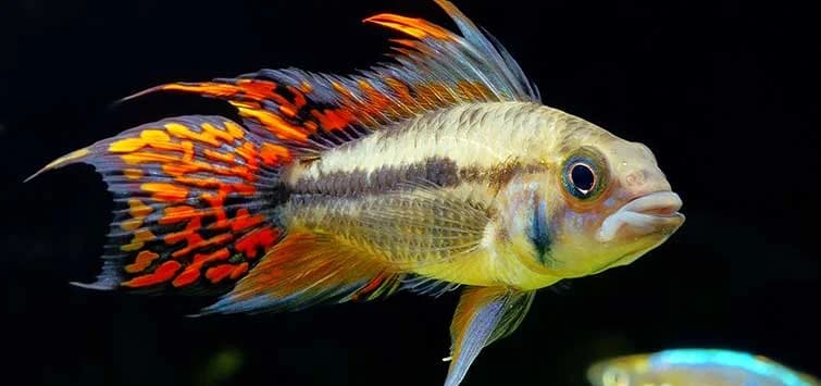 Cockatoo Apistogramma, a flashy 3 inch aquarium species for 20+ gallon tanks