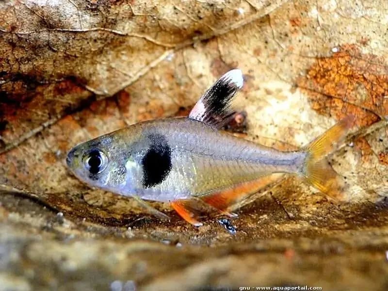Coffee Bean Tetra, a peaceful beginner freshwater aquarium species