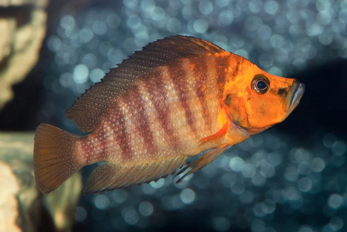 Compressiceps Cichlid, a community leaning 6 inch aquarium species for 55+ gallon tanks