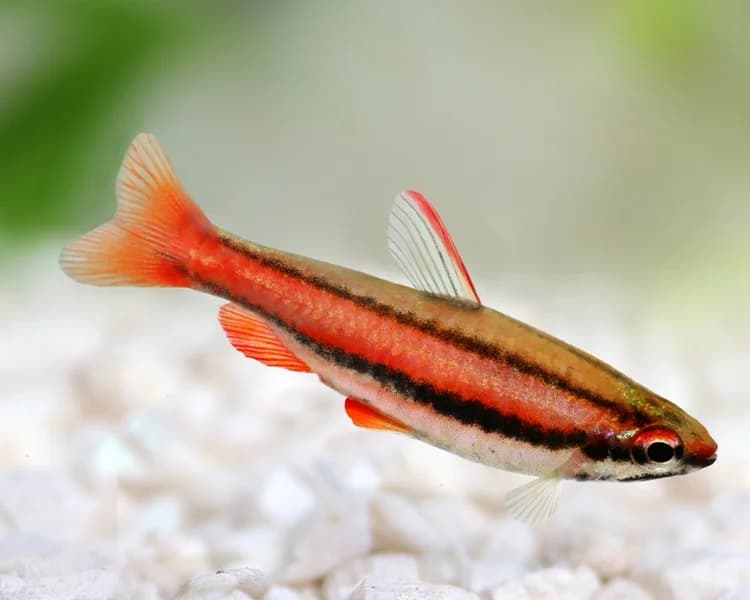 Coral Red Pencilfish