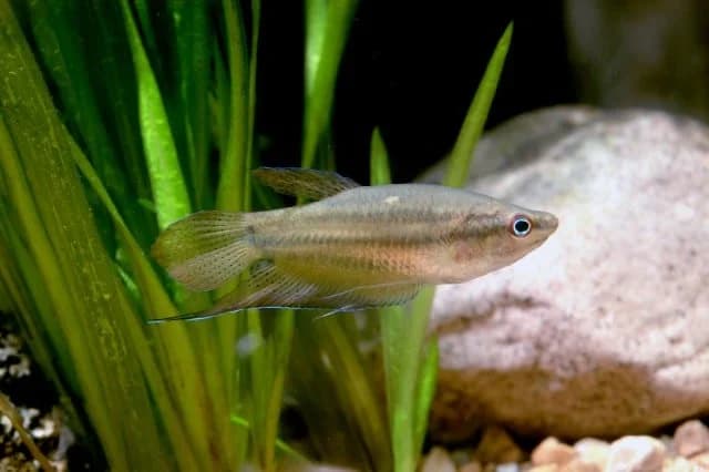 Croaking Gourami, a peaceful beginner freshwater aquarium species