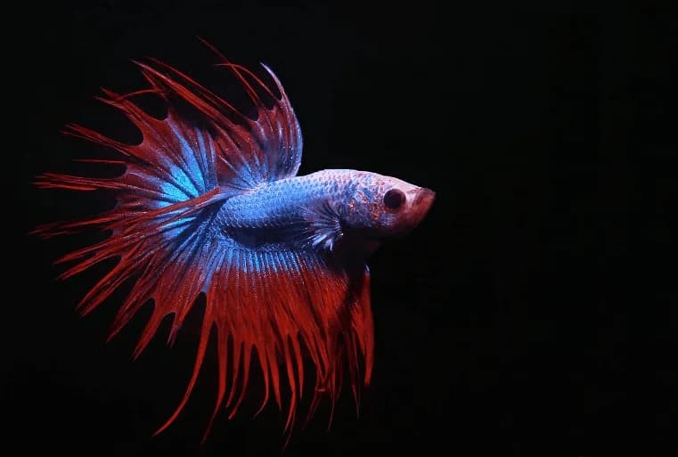 Crowntail Betta, a flashy 3 inch aquarium species for 5+ gallon tanks