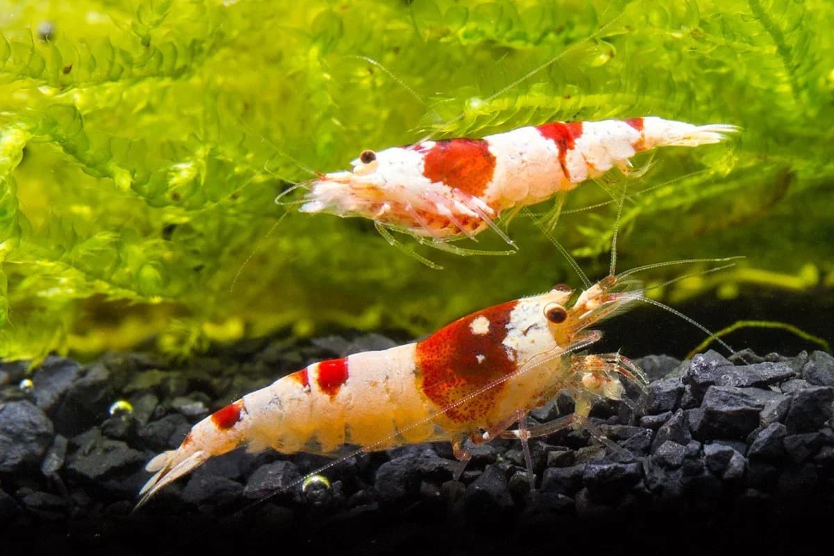 Crystal Red Shrimp, a community leaning 1.2 inch aquarium species for 10+ gallon tanks