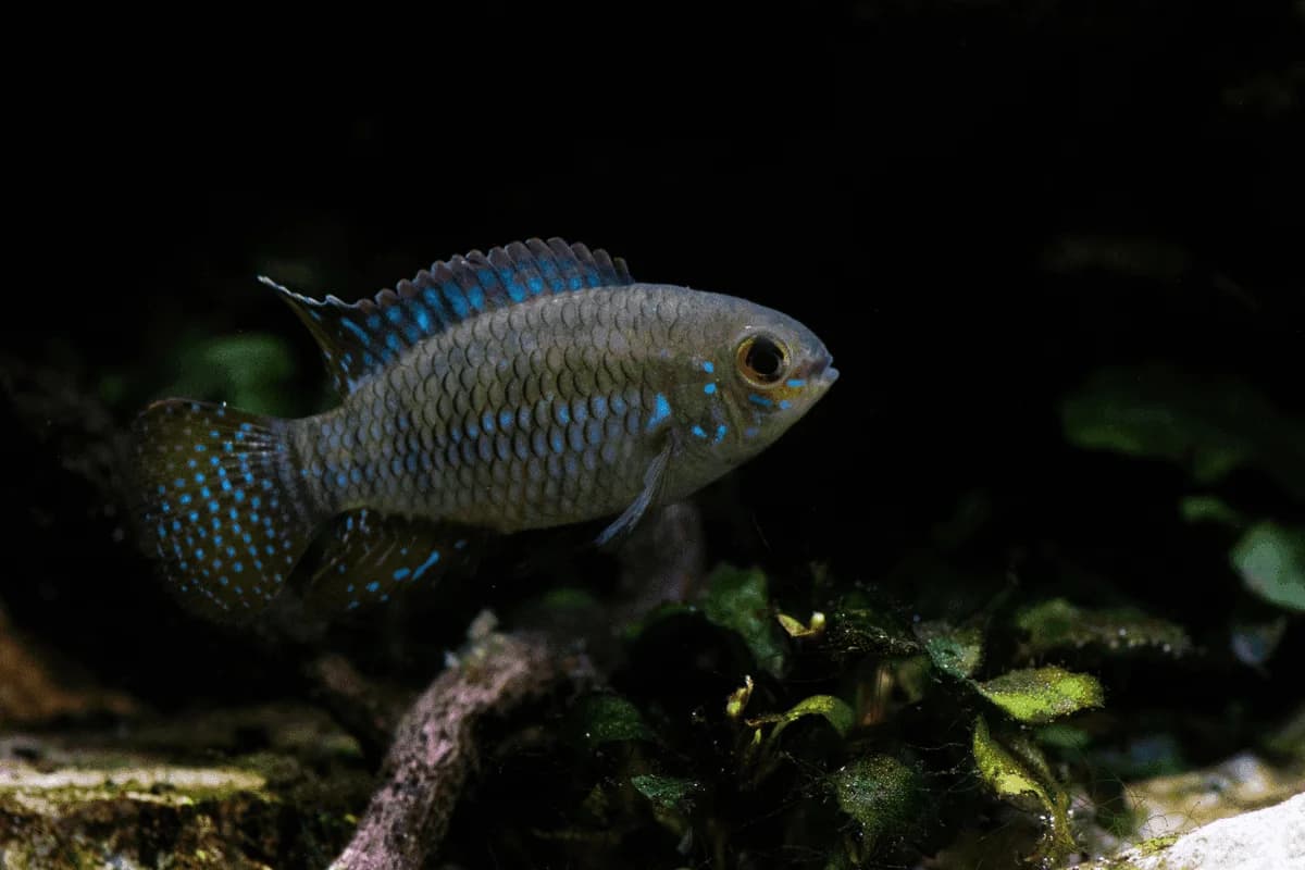 Curviceps Cichlid, a community leaning 3 inch aquarium species for 20+ gallon tanks