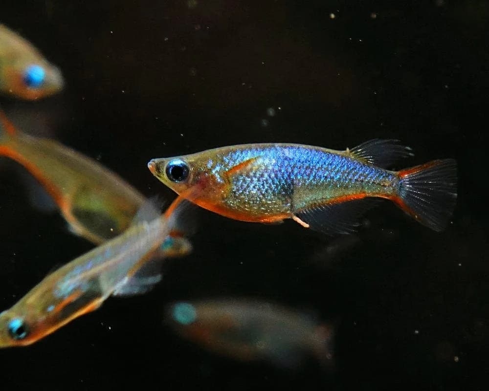 Daisy's Ricefish