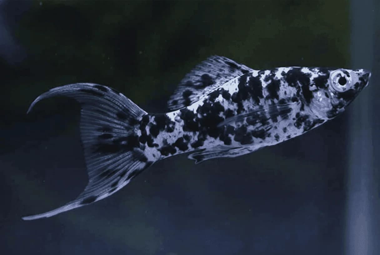 Dalmatian Lyretail Molly