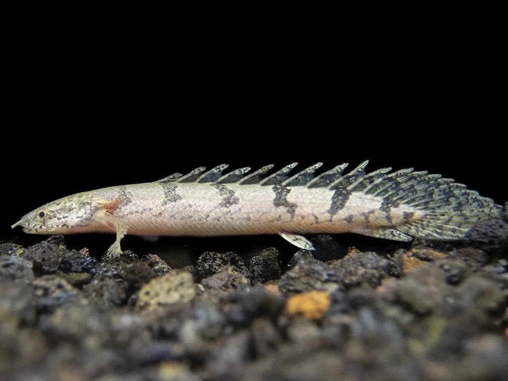 Delhezi Bichir, a high energy 14 inch aquarium species for 90+ gallon tanks