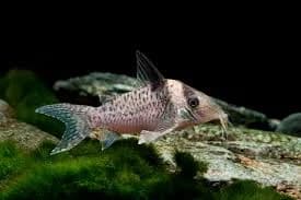 Delphax Cory Catfish, a community leaning 2.5 inch aquarium species for 20+ gallon tanks