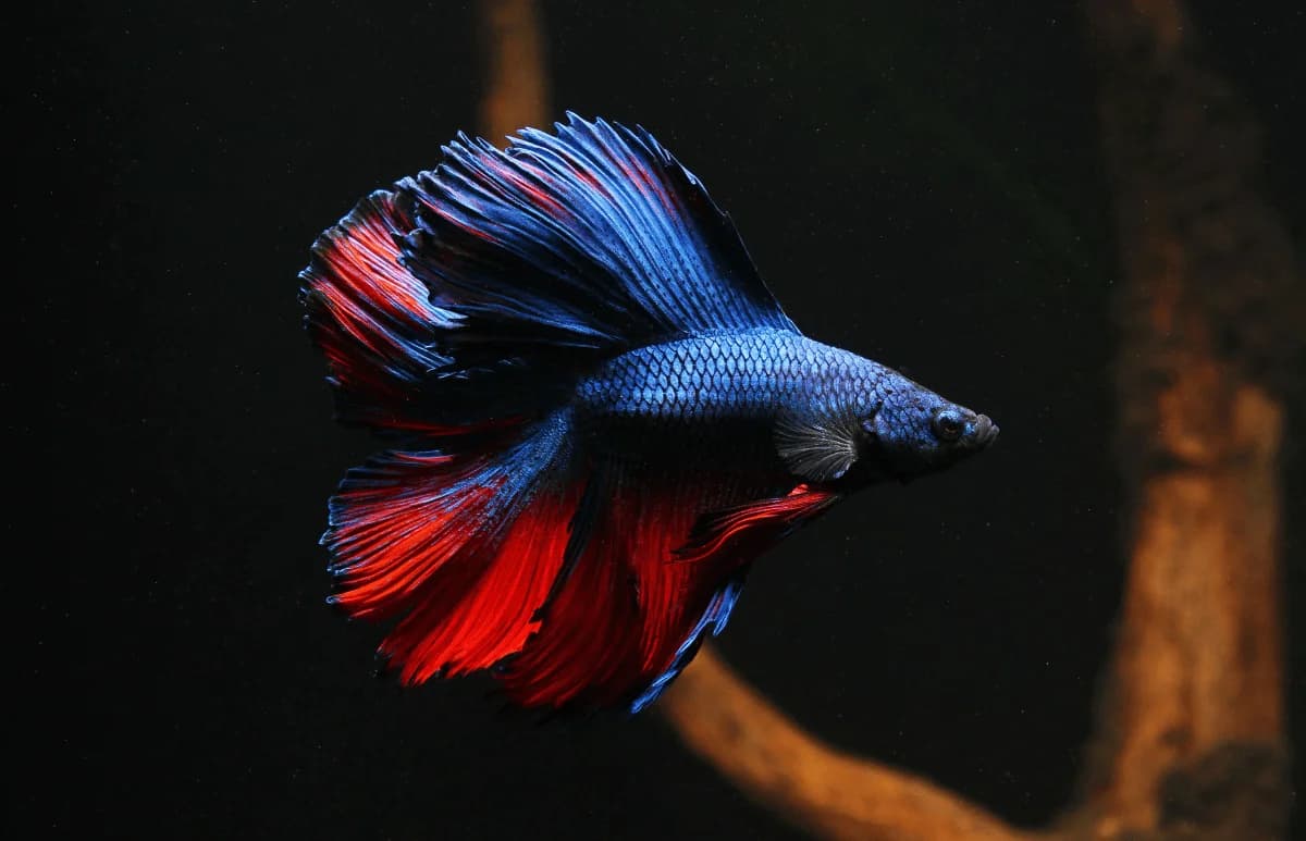 Double Tail Betta, a flashy 3 inch aquarium species for 5+ gallon tanks