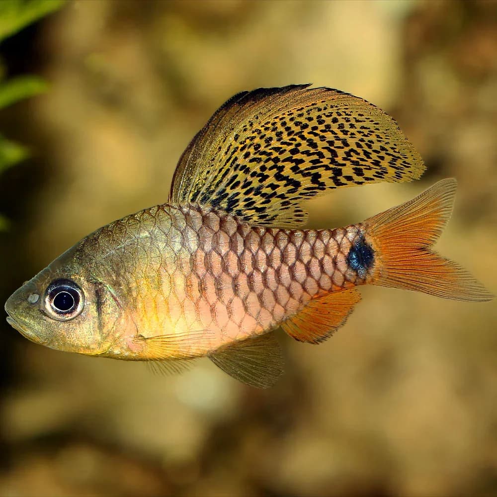 Drape Fin Barb