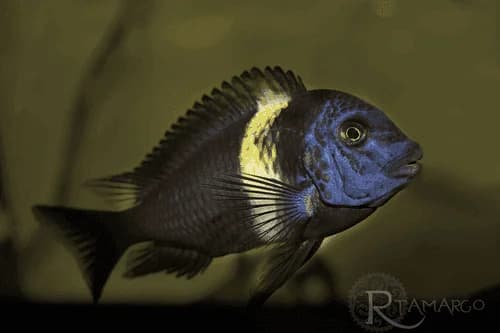 Duboisi Cichlid, a territorial 5 inch aquarium species for 75+ gallon tanks