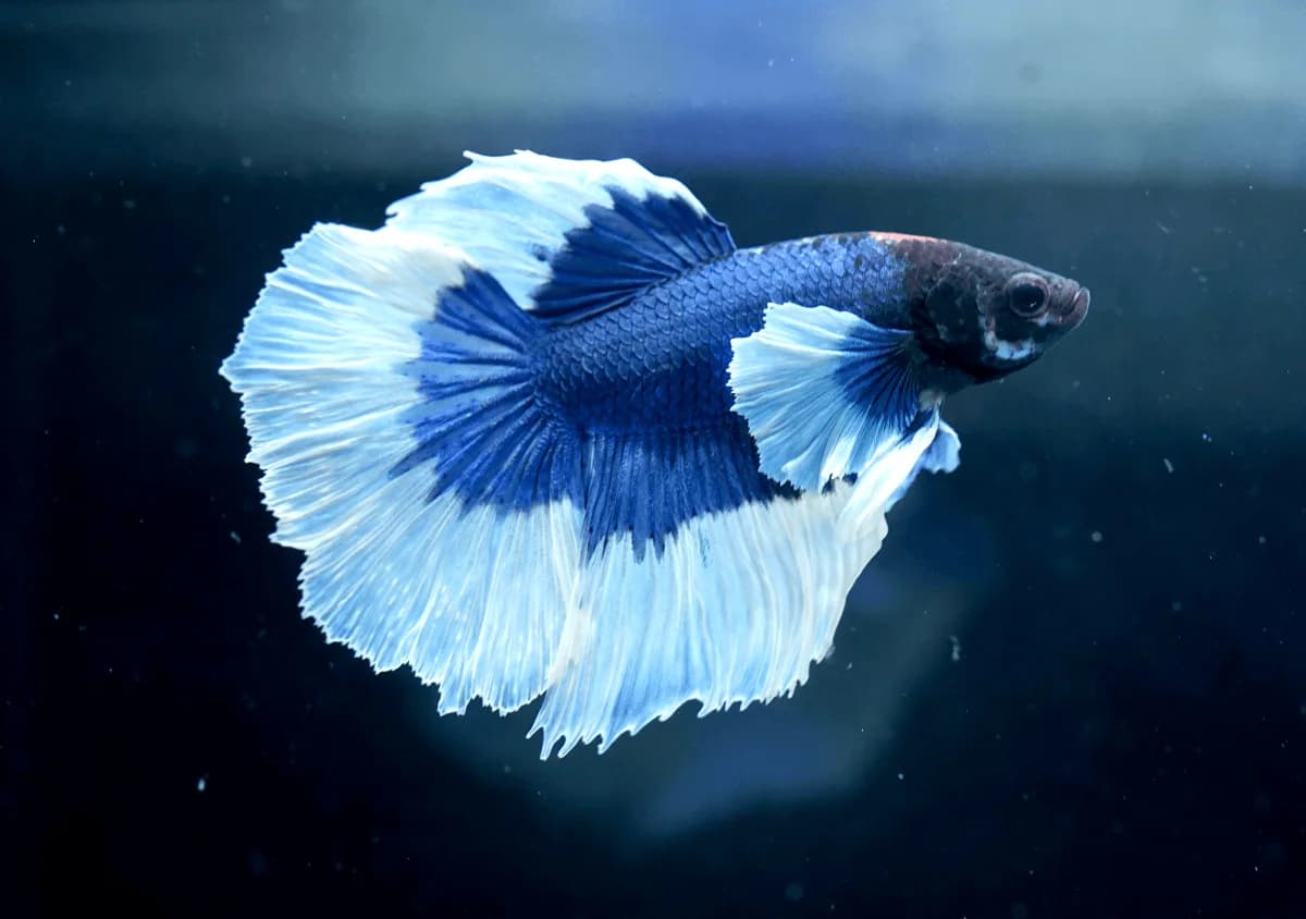 Dumbo Betta, a flashy 3 inch aquarium species for 5+ gallon tanks
