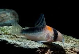 Duplicareus Cory Catfish, a community leaning 2.4 inch aquarium species for 20+ gallon tanks