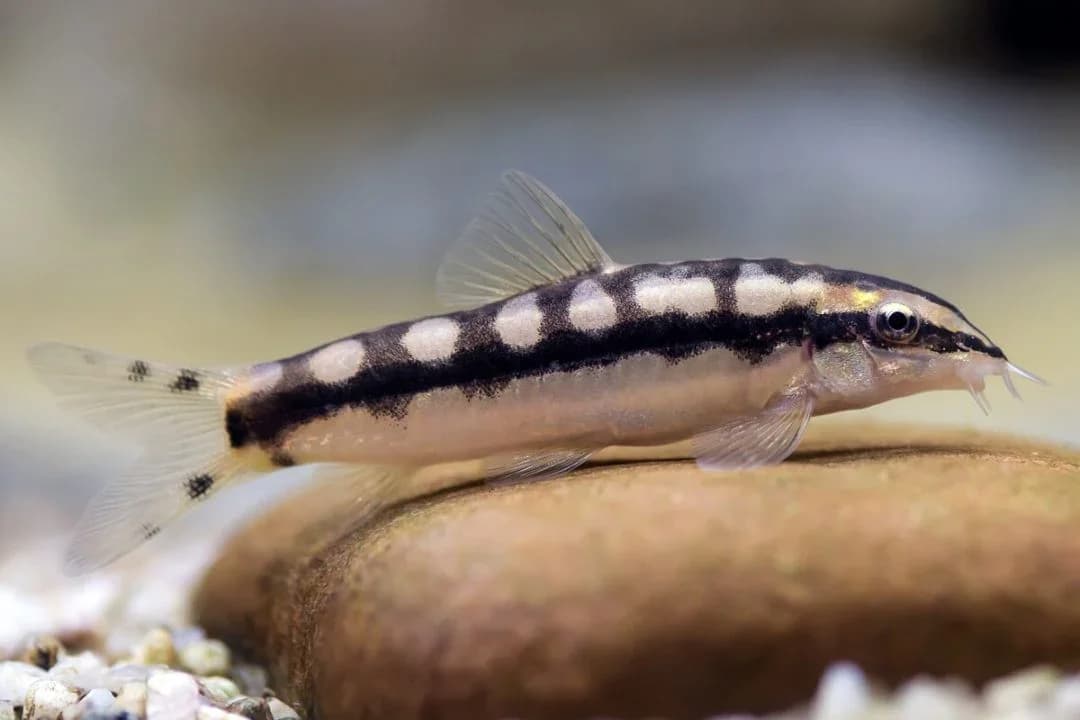 Dwarf Chain Loach, a community leaning 2.5 inch aquarium species for 20+ gallon tanks