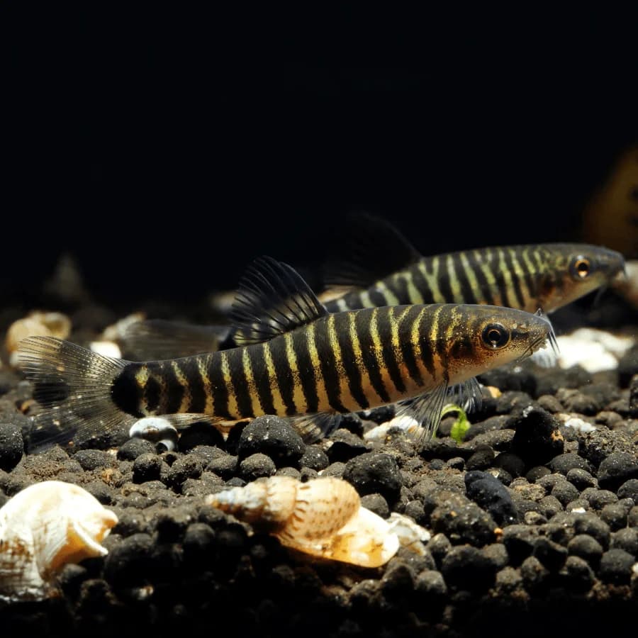 Dwarf Hovering Zebra Loach, a community leaning 1.5 inch aquarium species for 20+ gallon tanks