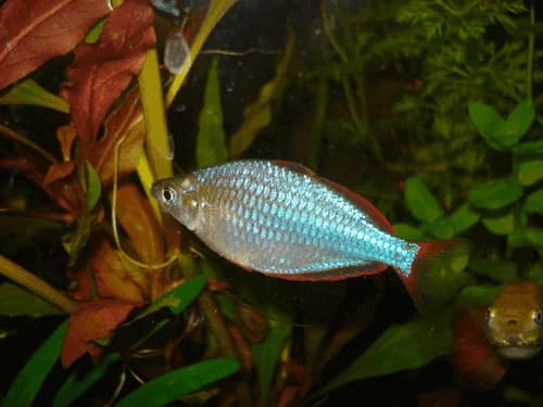 Dwarf Neon Rainbow