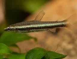 Dwarf Pencilfish