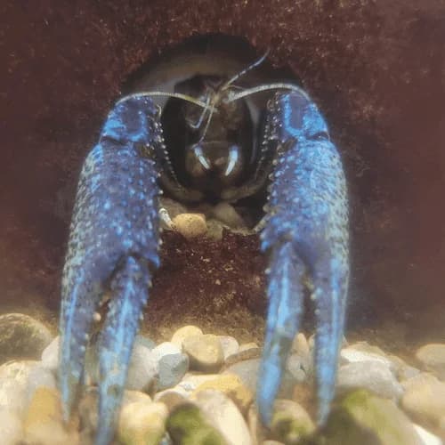 Electric Blue Crayfish, a territorial 5 inch aquarium species for 30+ gallon tanks