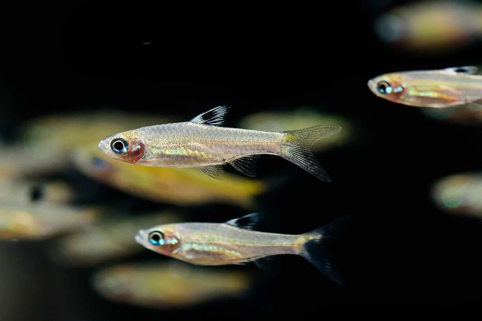 Emerald Eye Rasbora