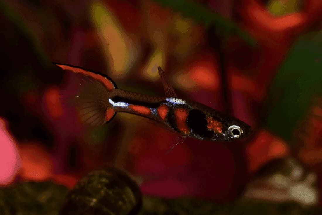 Endler's Livebearer