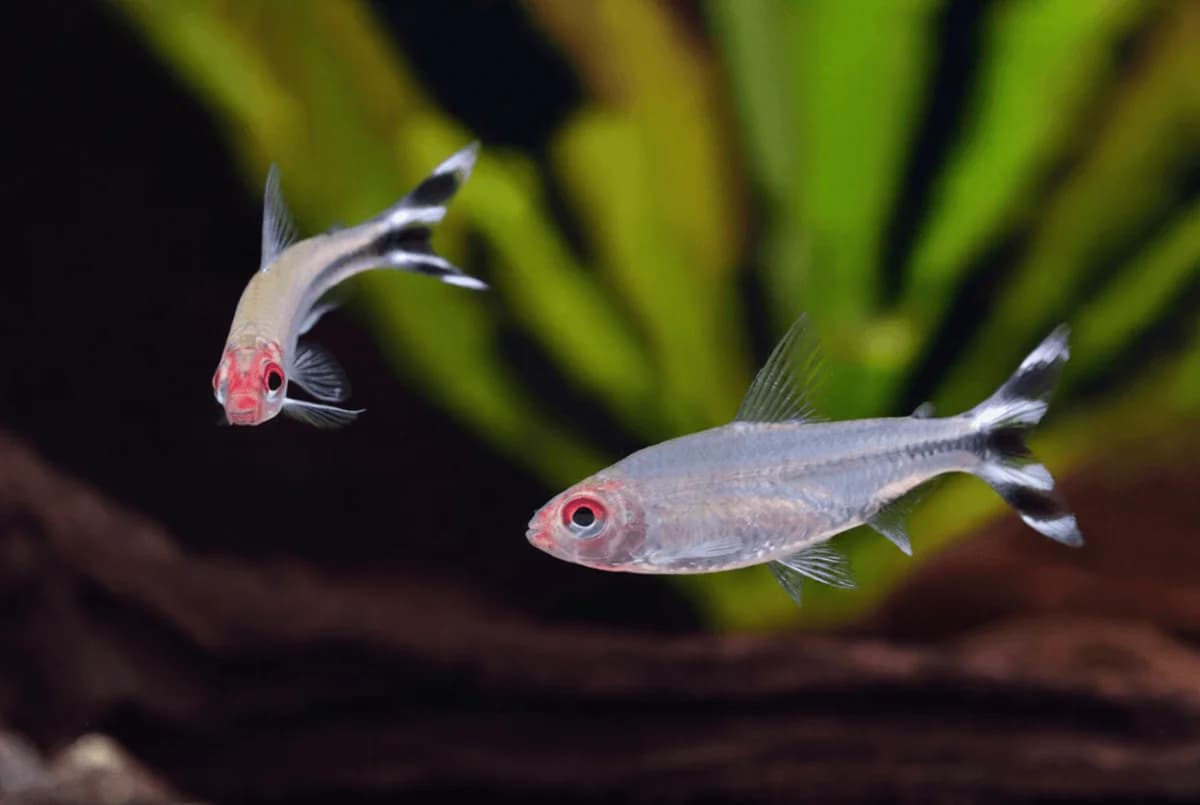 False Rummy Nose Tetra, a community leaning 2 inch aquarium species for 20+ gallon tanks
