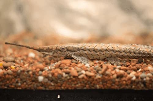 Farlowella Catfish, a community leaning 7 inch aquarium species for 30+ gallon tanks