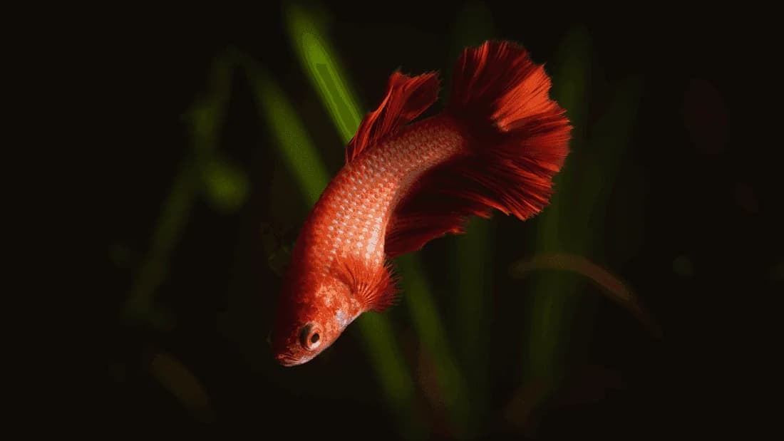 Female Betta, a community leaning 2.5 inch aquarium species for 10+ gallon tanks