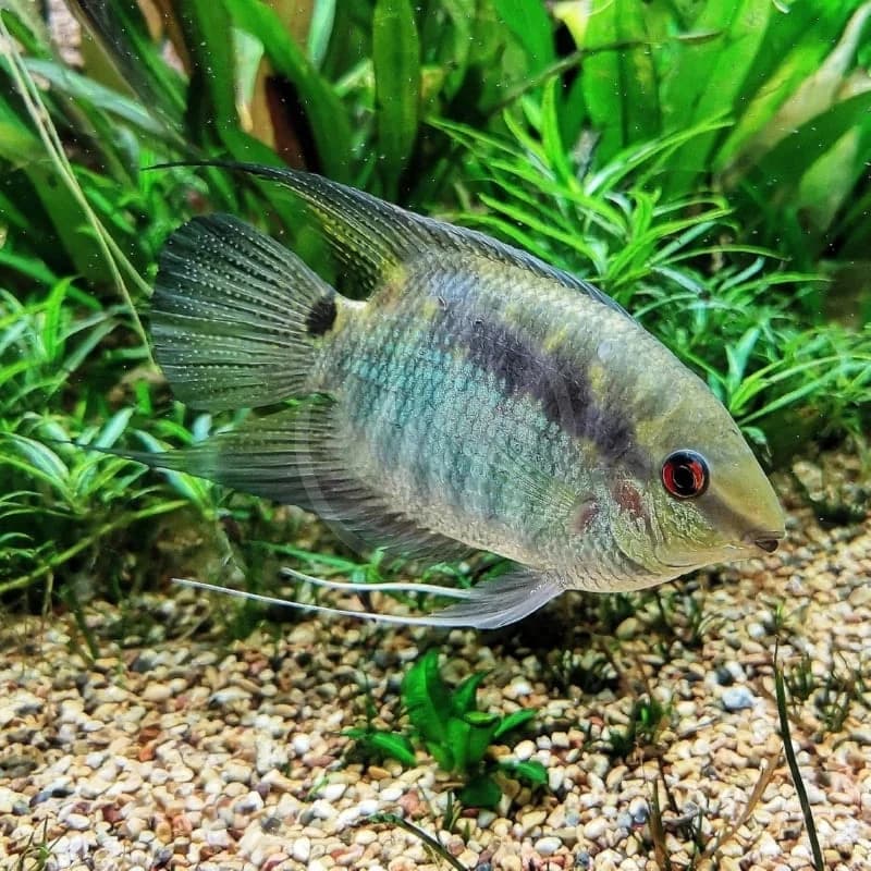 Festivum Cichlid