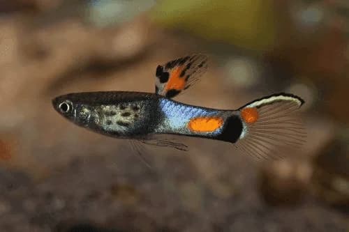 Fire Endler Guppy, a flashy 1.3 inch aquarium species for 10+ gallon tanks