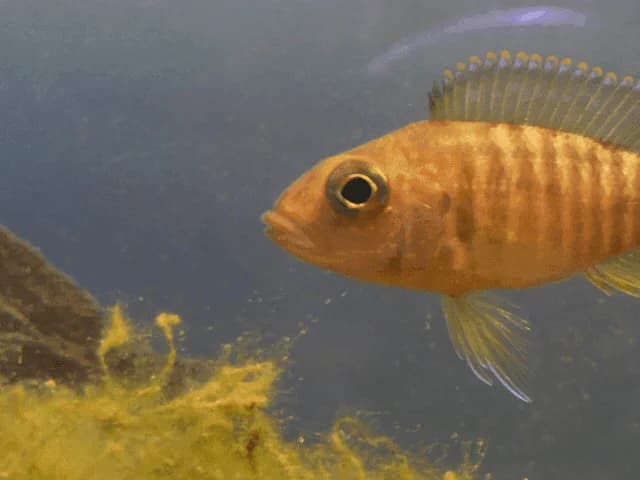Fire Red Peacock Cichlid, a flashy 5 inch aquarium species for 55+ gallon tanks