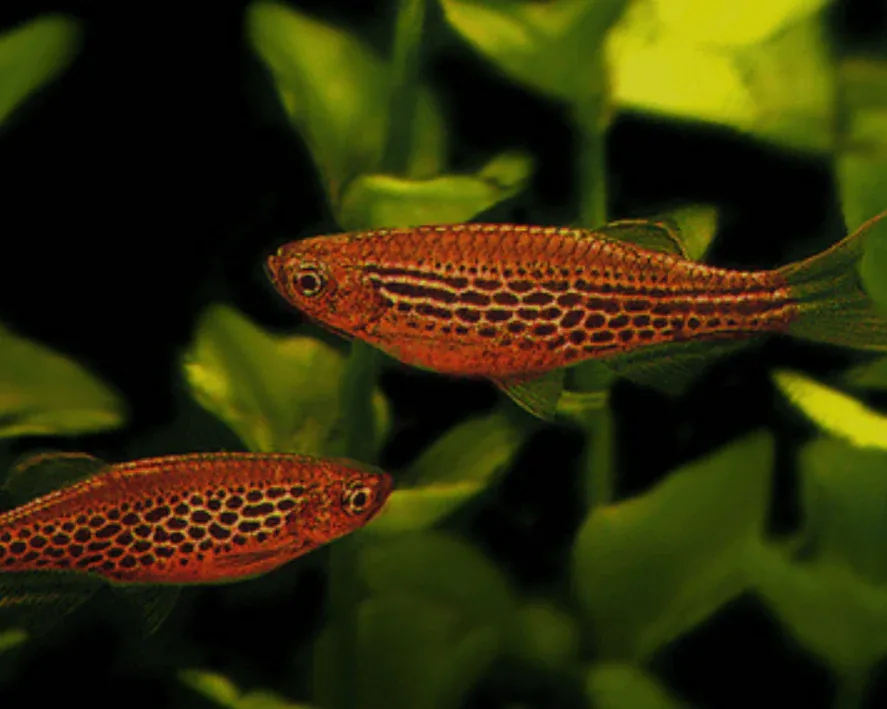 Fire Ring Danio