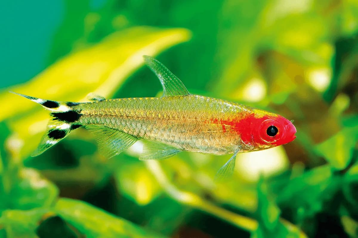 Firehead Tetra, a community leaning 2 inch aquarium species for 20+ gallon tanks
