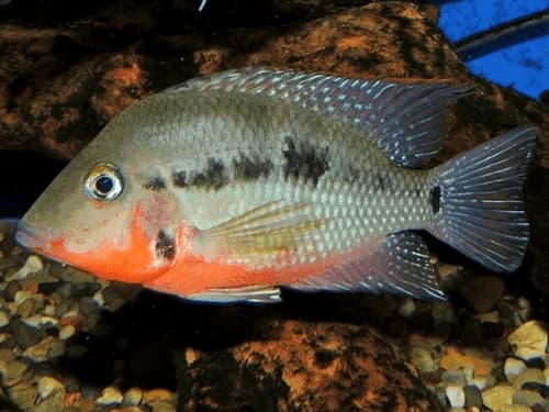 Firemouth Cichlid, a flashy 6 inch aquarium species for 40+ gallon tanks