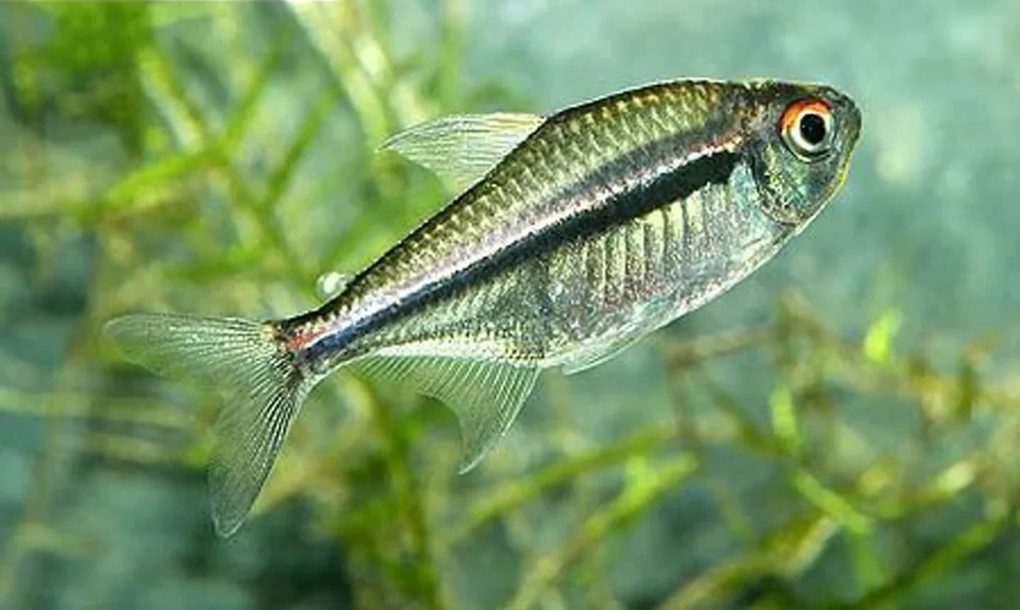Flag Tetra, a community leaning 1.4 inch aquarium species for 15+ gallon tanks