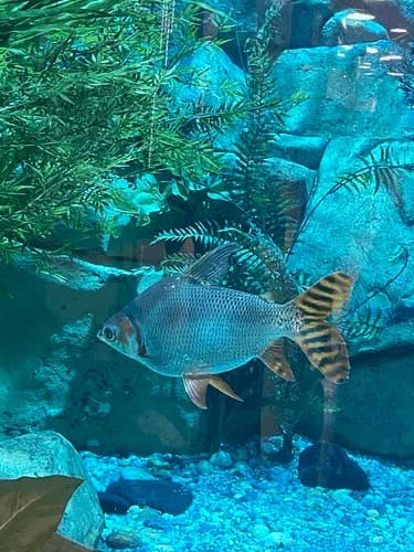 Flagtail Prochilodus, a flashy 12 inch aquarium species for 125+ gallon tanks