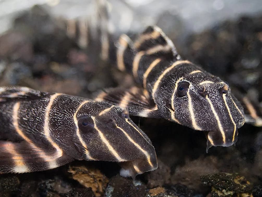 Flash Pleco