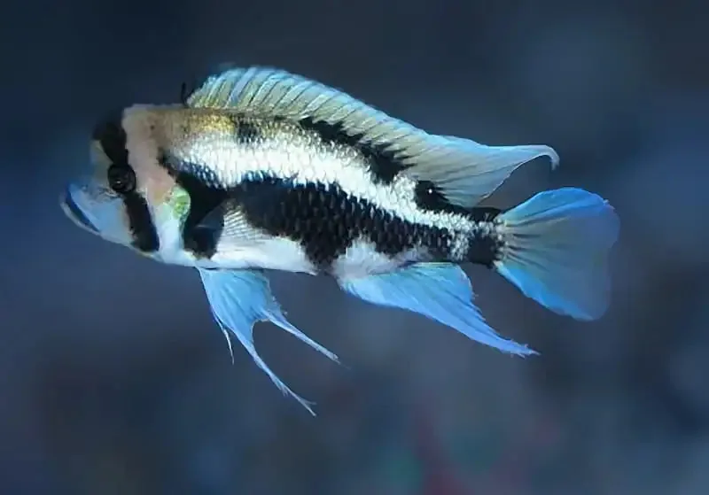 Frontosa Cichlid, a flashy 12 inch aquarium species for 125+ gallon tanks