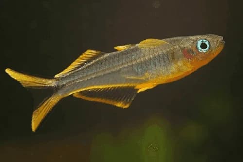 Furcatus Rainbowfish, a flashy 2 inch aquarium species for 20+ gallon tanks