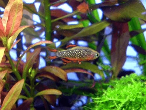 Galaxy Rasbora, a flashy 0.9 inch aquarium species for 10+ gallon tanks