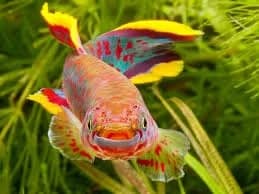 Gardneri Killifish, a flashy 2.5 inch aquarium species for 15+ gallon tanks
