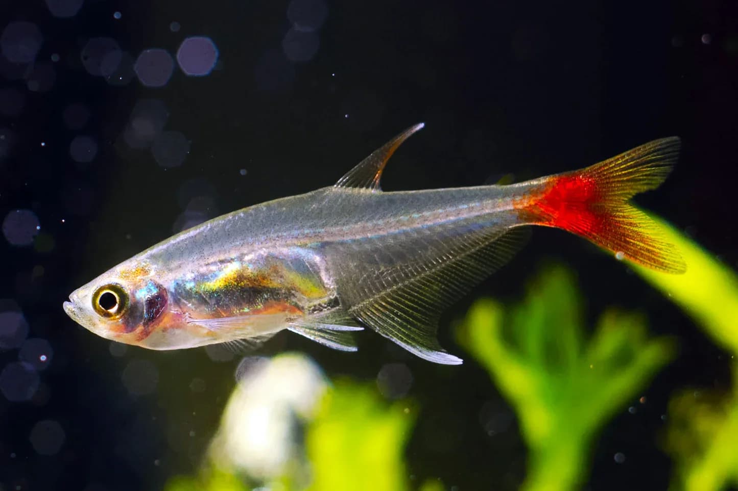 Glass Bloodfin Tetra, a community leaning 2.5 inch aquarium species for 20+ gallon tanks