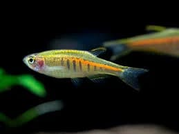 Glowlight Danio, a flashy 1.4 inch aquarium species for 20+ gallon tanks